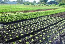 野菜を食べよう dsc20050727_091048_222