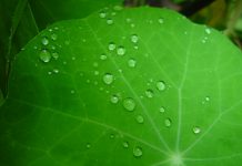 ペットロスの方へ