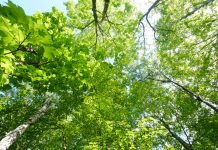 M.T.様 『ヒプノグラウンディングCD』を聴いて