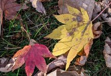 座敷わらしの話