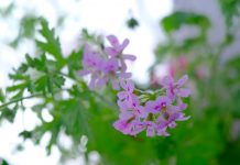 朝晴れエッセー 月間賞受賞