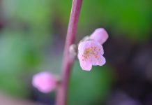 オンラインヒプノ(アカシックレコード)体験談