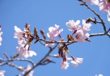 S.T. 様の『ヒプノグラウンディングCD』ご感想