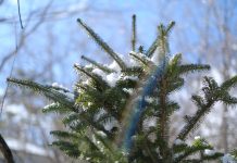 第7回藤原正彦エッセイコンクール 佳作入賞