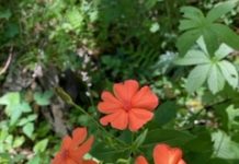 エッセイが掲載されました